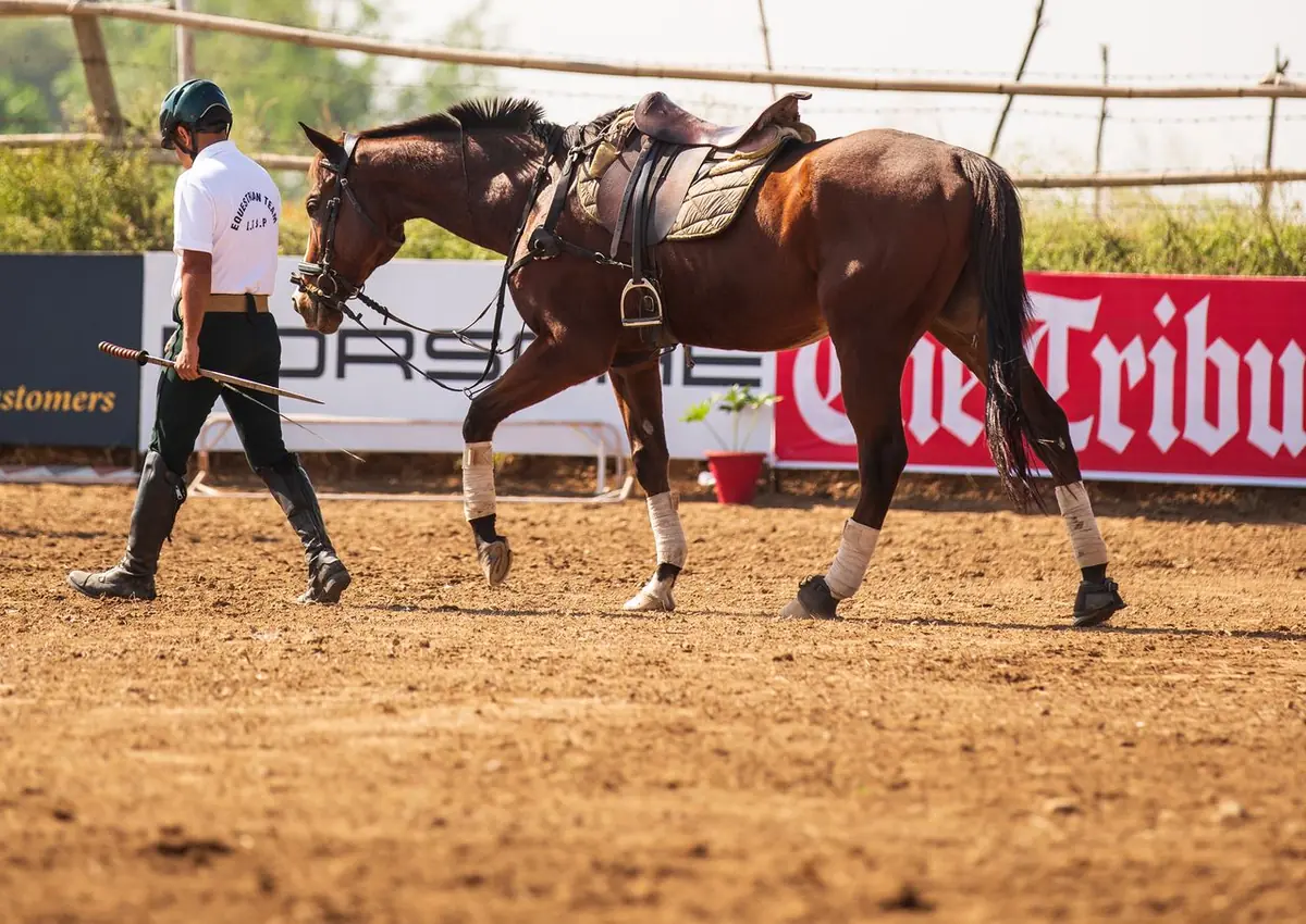 Cavalier en tenue noire sur un cheval bai lors d'un concours de saut d'obstacles